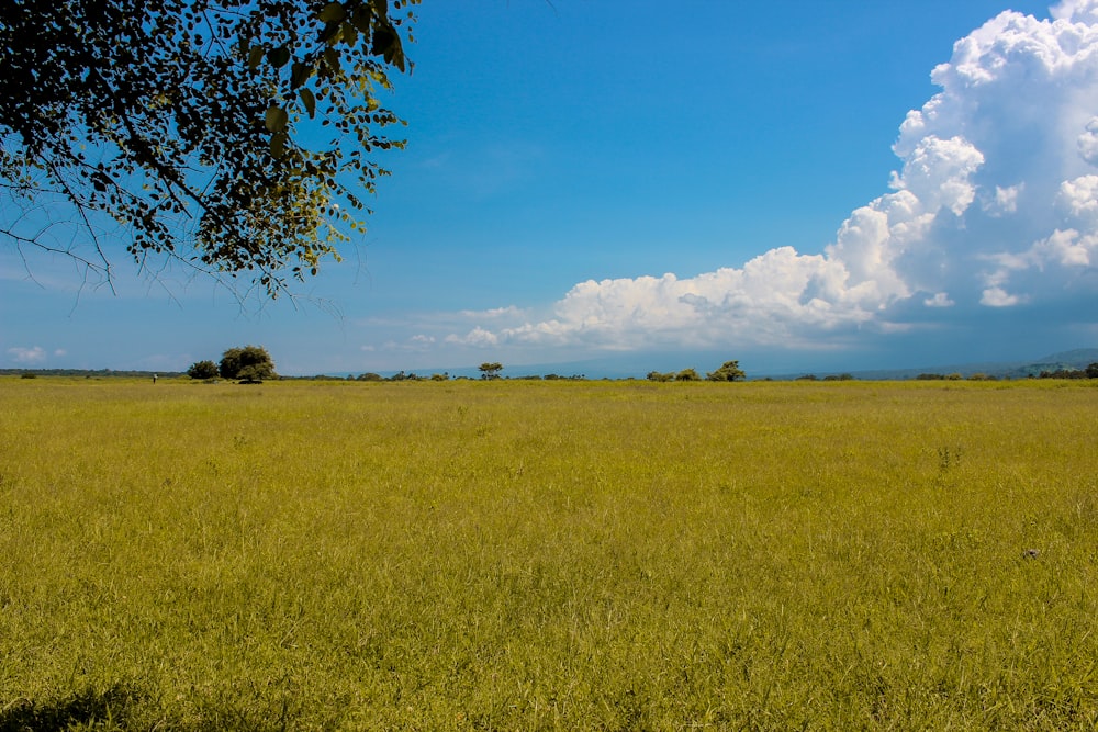 un grande campo aperto