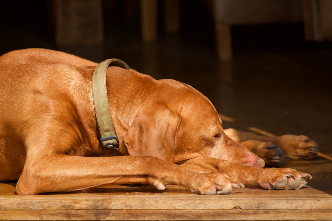 a dog lying on a wooden surface