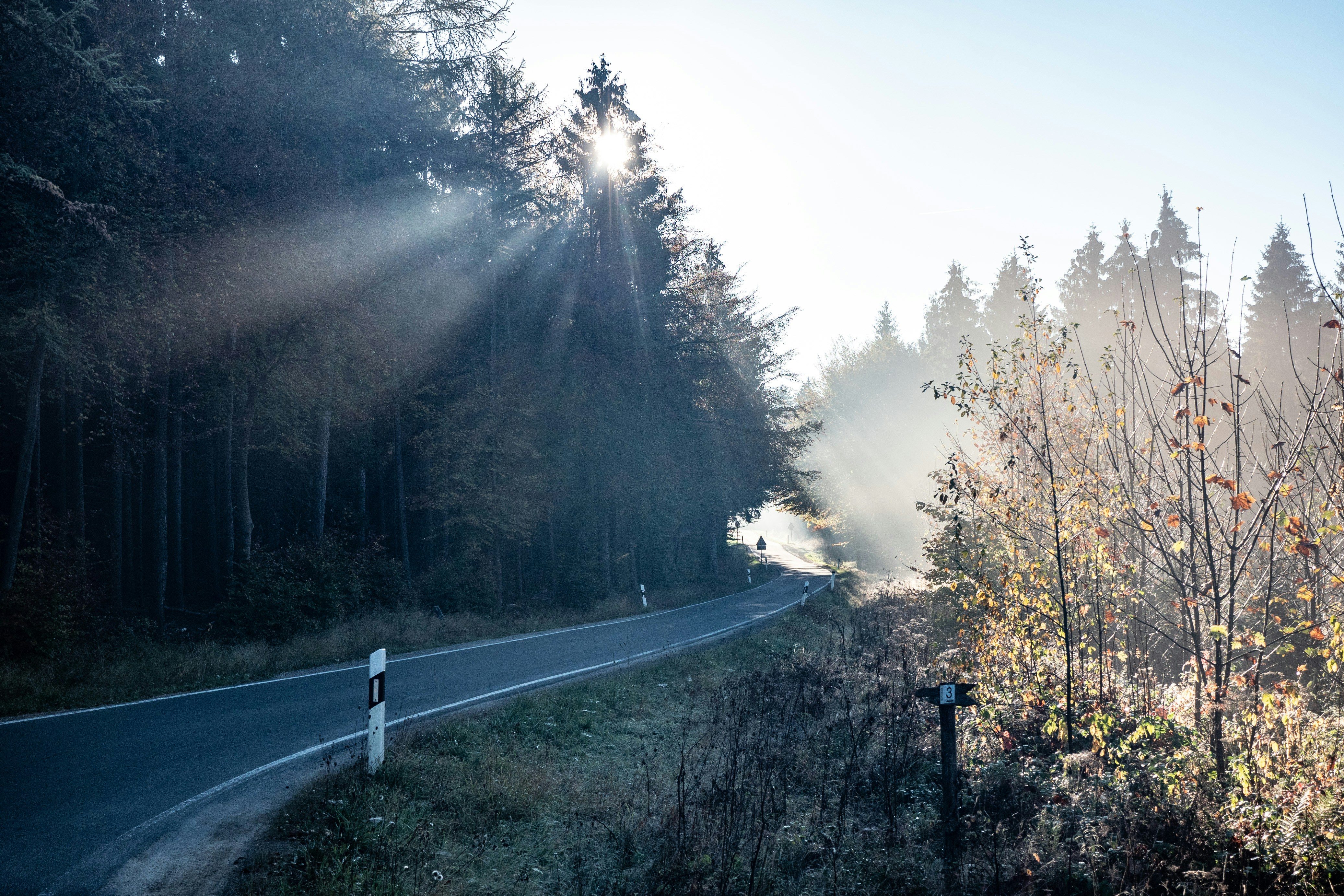a road with trees on the side