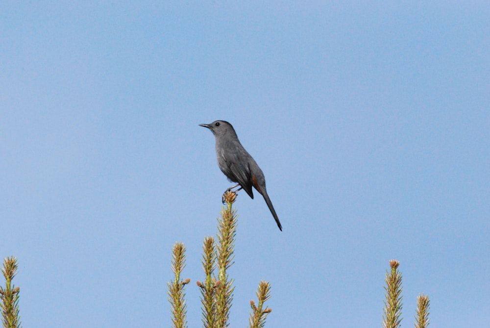 a bird sitting on a branch