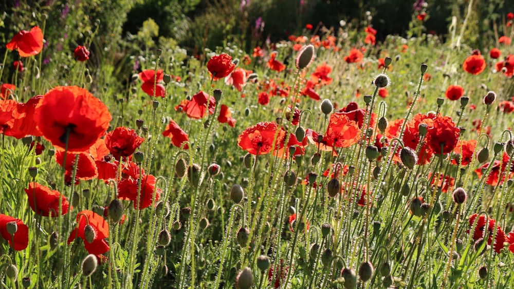 a field of red flowers