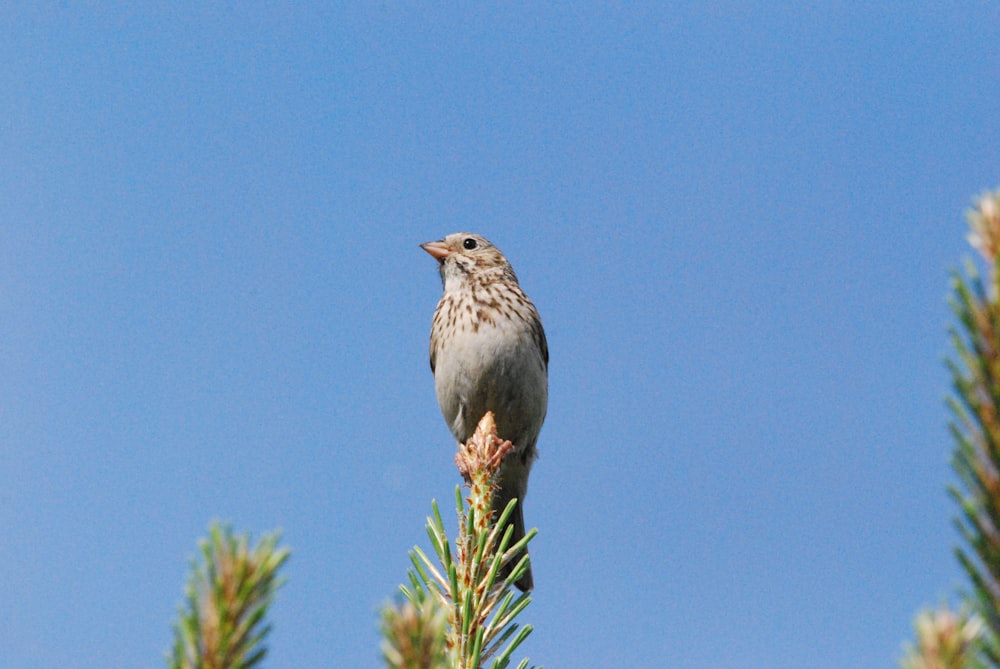 a bird standing on a plant