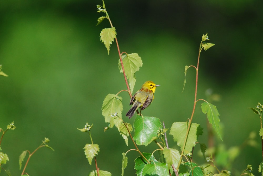 a bird sits on a branch