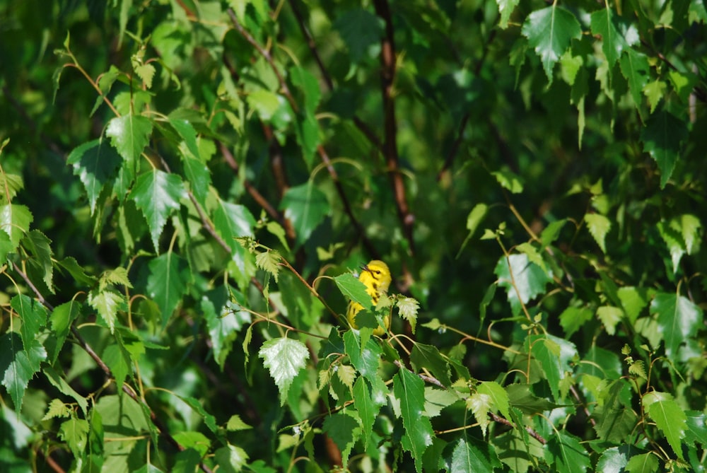 Une fleur jaune dans un buisson