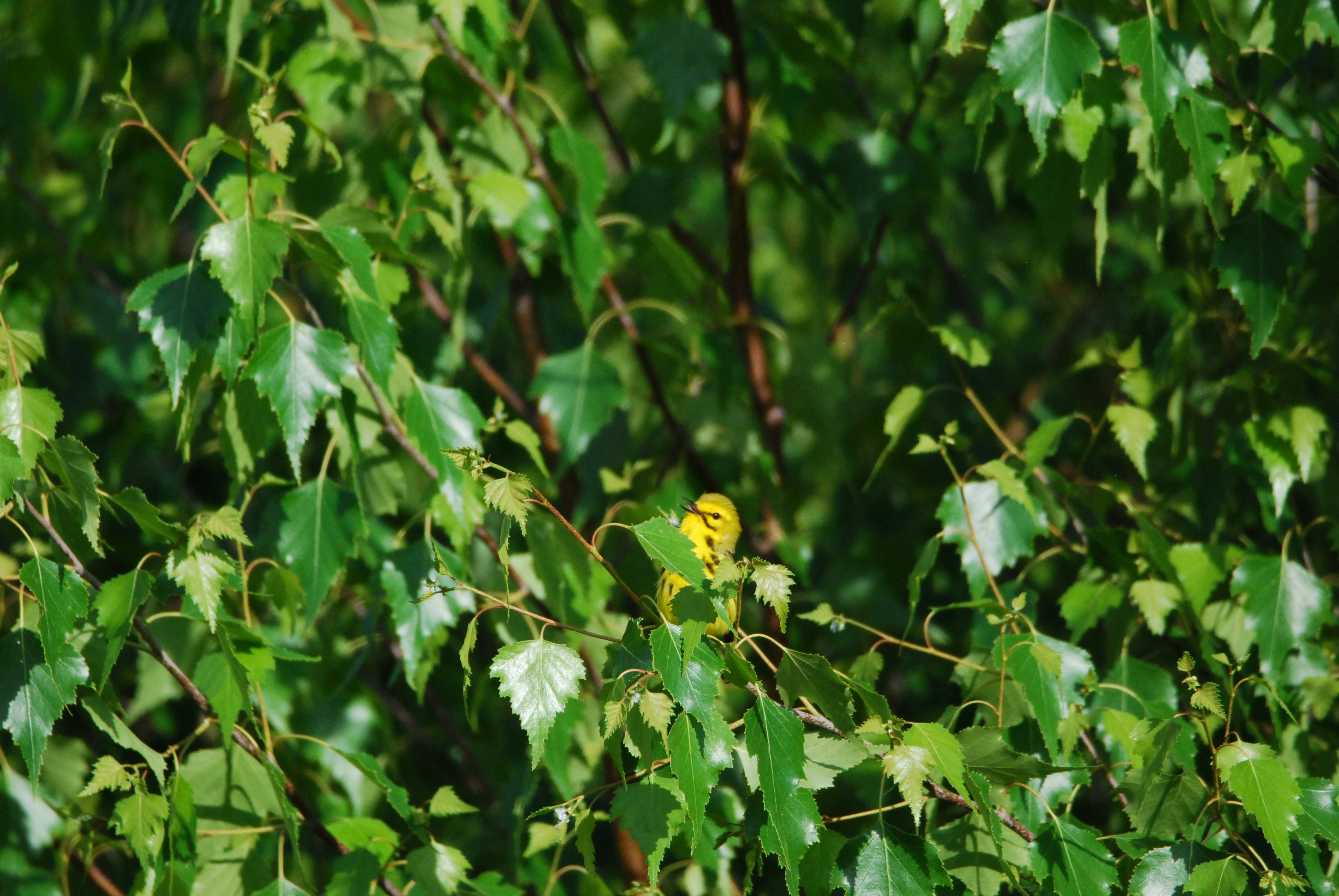 Prairie Warbler in Leafy Tree Perch