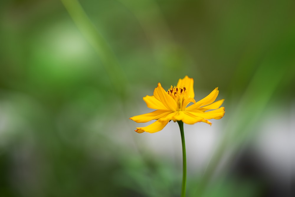 a yellow flower with green leaves