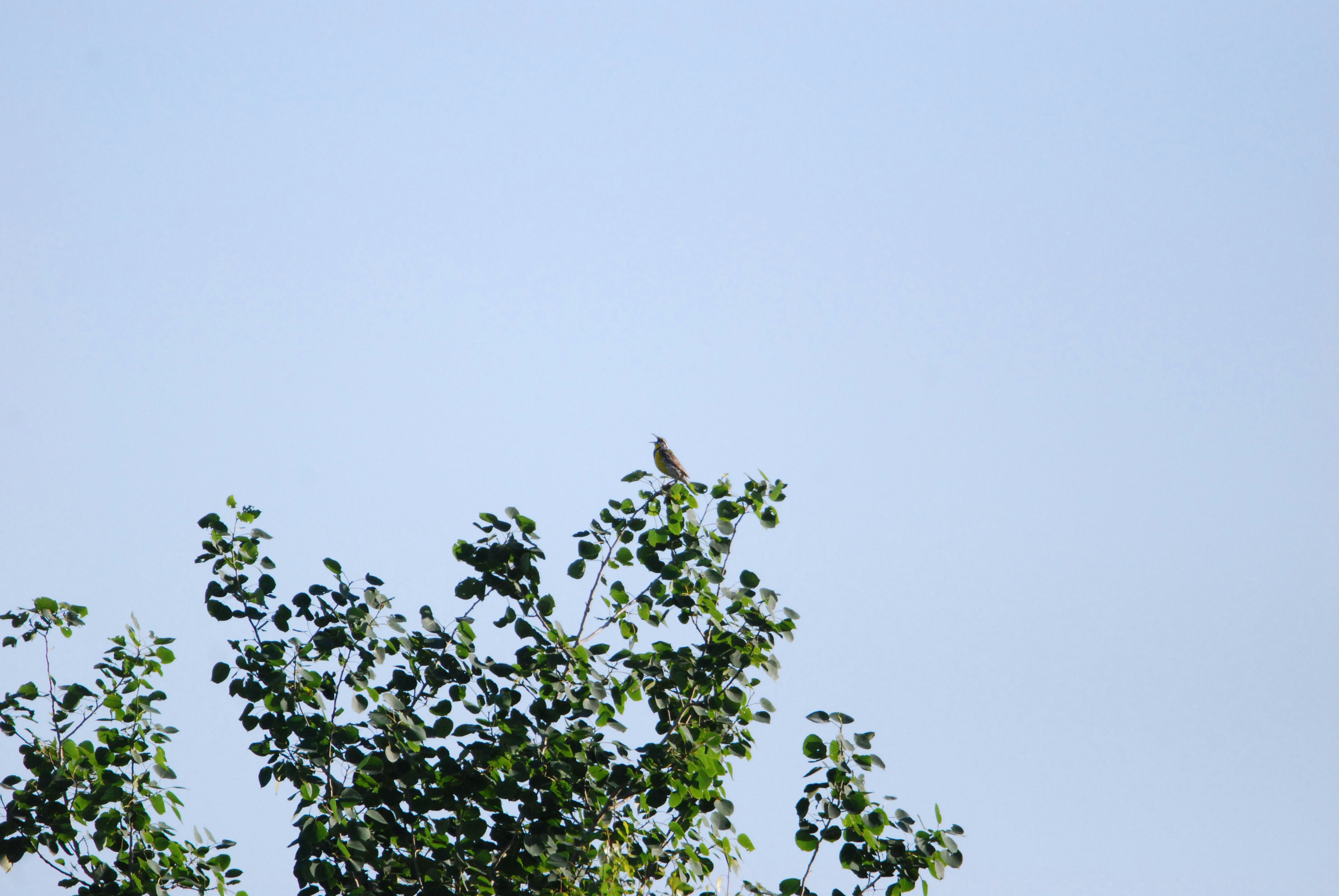 automotive locksmith near me