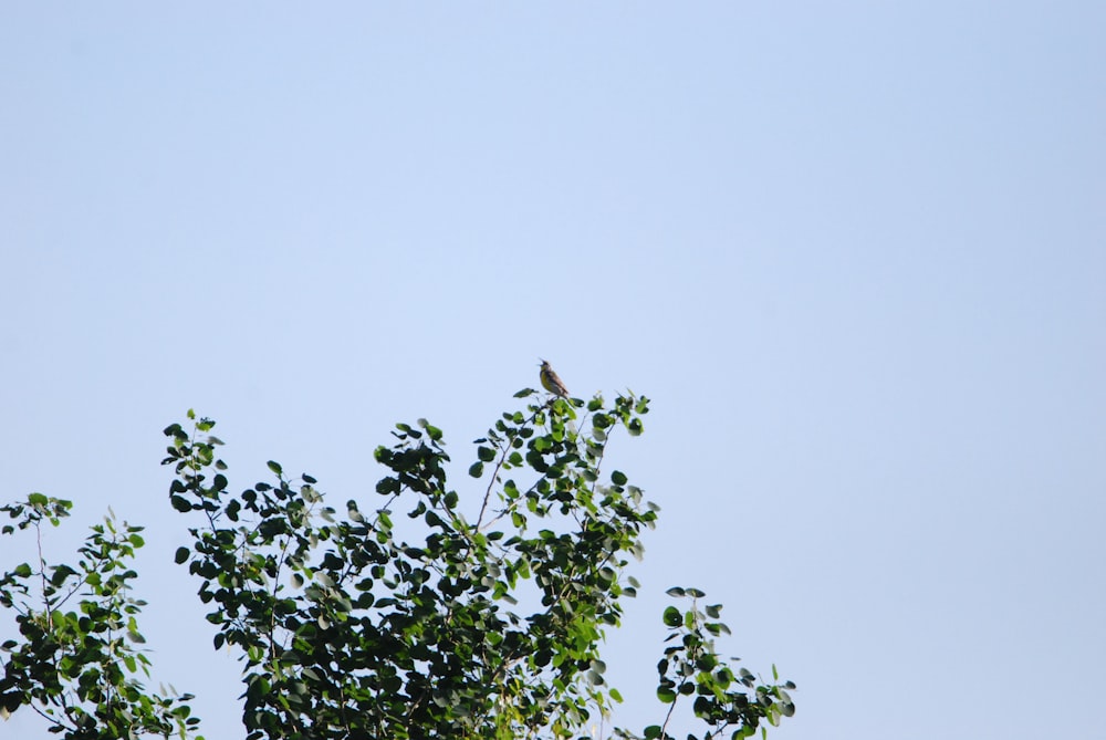 a bird perched on a tree