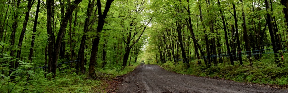 a dirt road in a forest