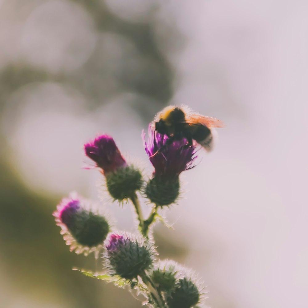 a bee on a flower