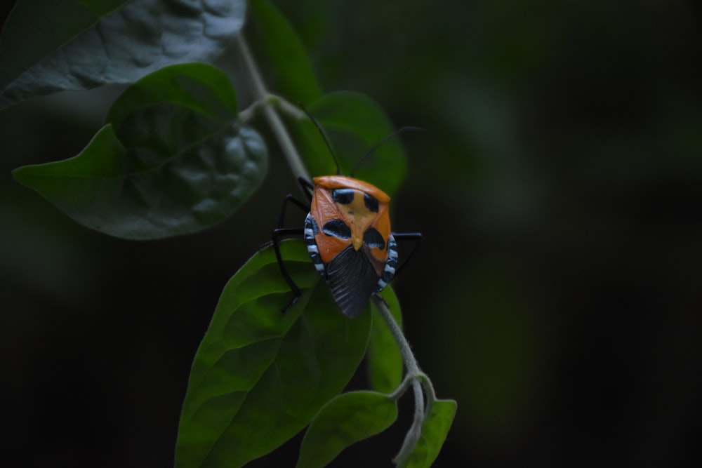 a ladybug on a leaf