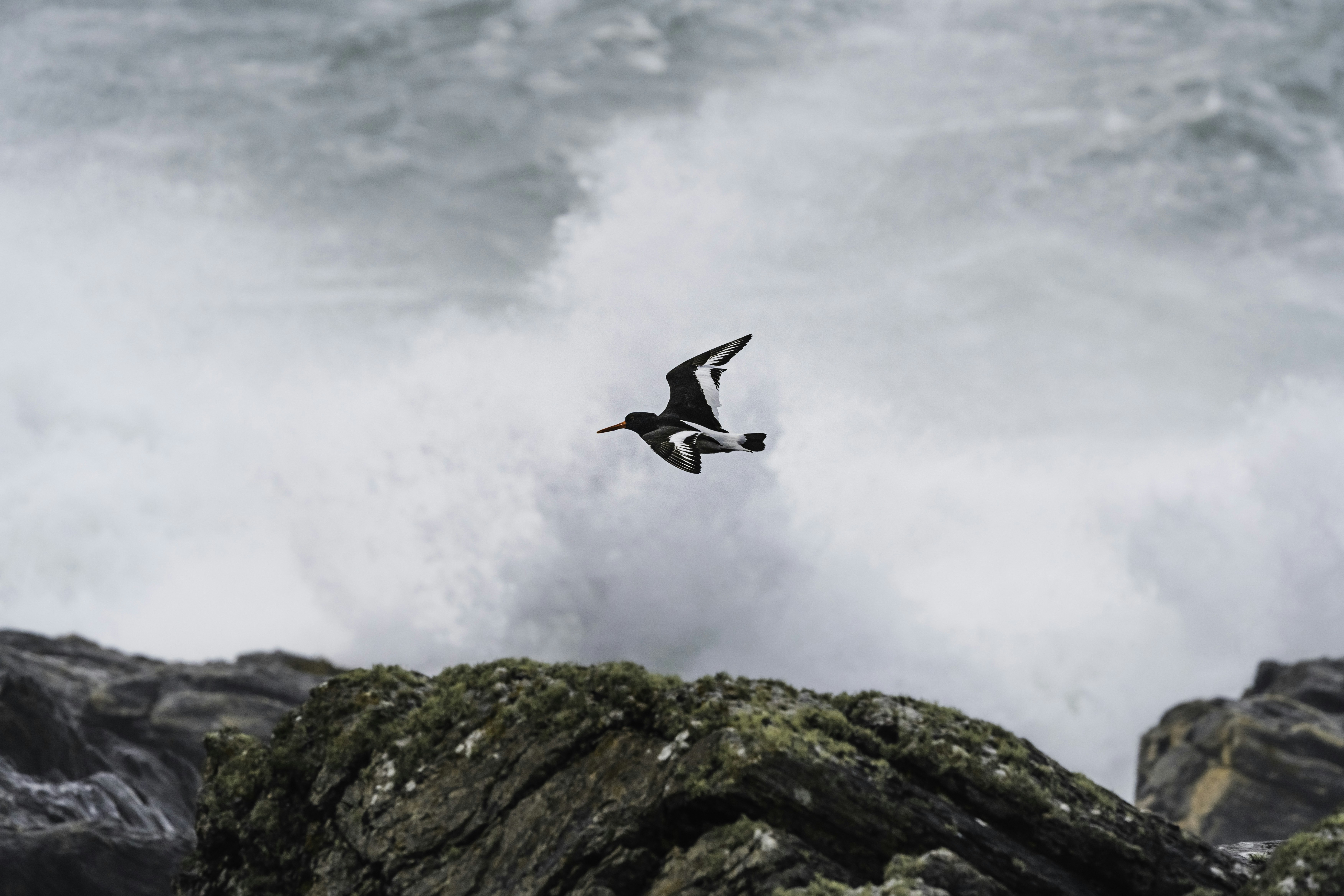 Ein Vogel fliegt über einen felsigen Berg