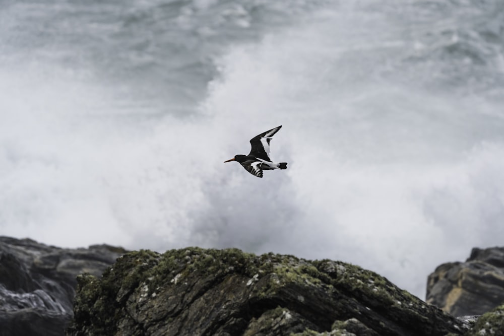 a bird flying over a rocky mountain