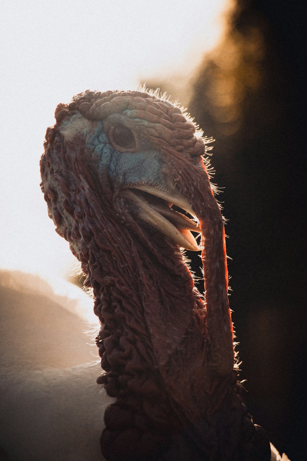 a close up of a bird