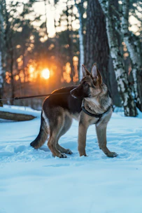 a dog standing in the snow