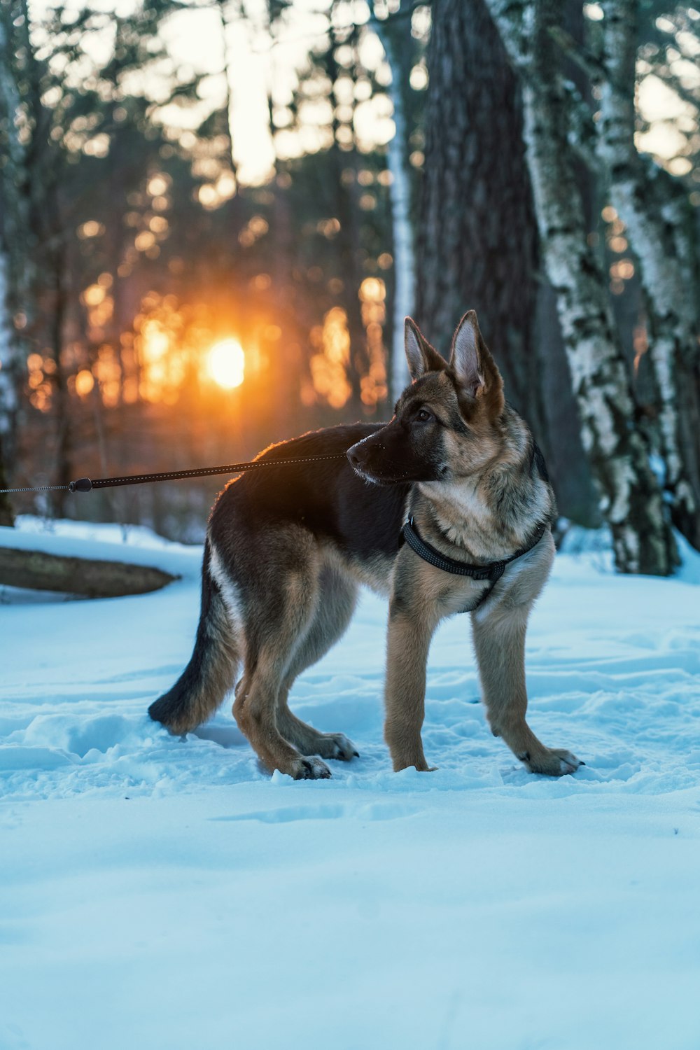 a dog standing in the snow