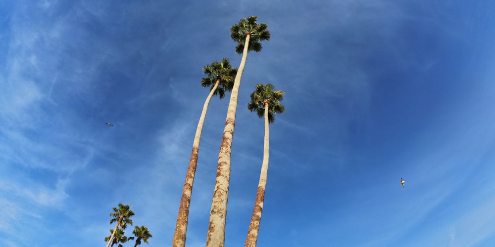 a group of palm trees