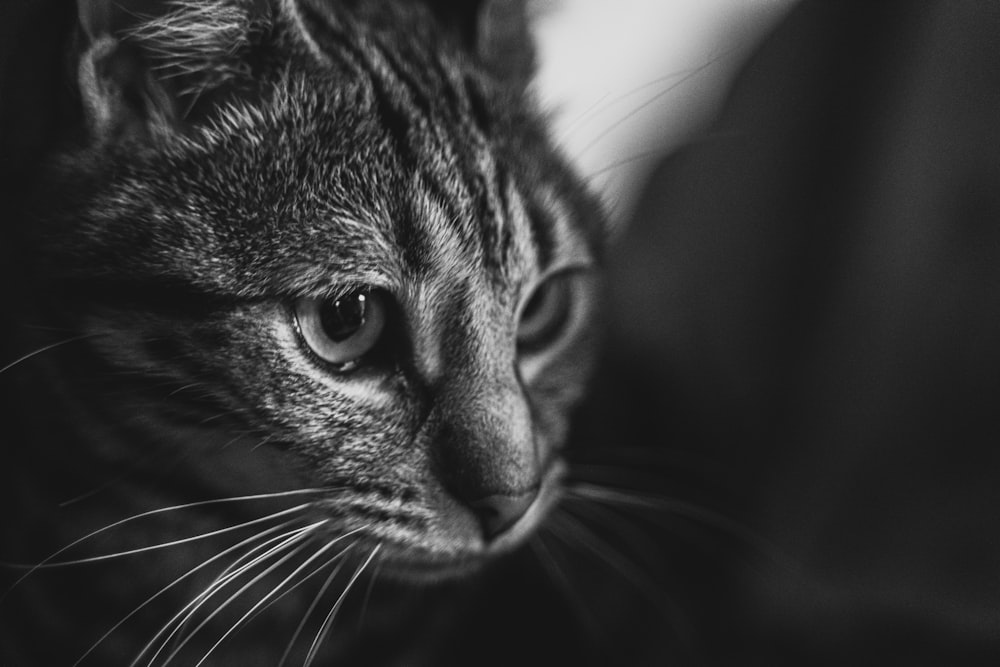 Un gatto che guarda la macchina fotografica