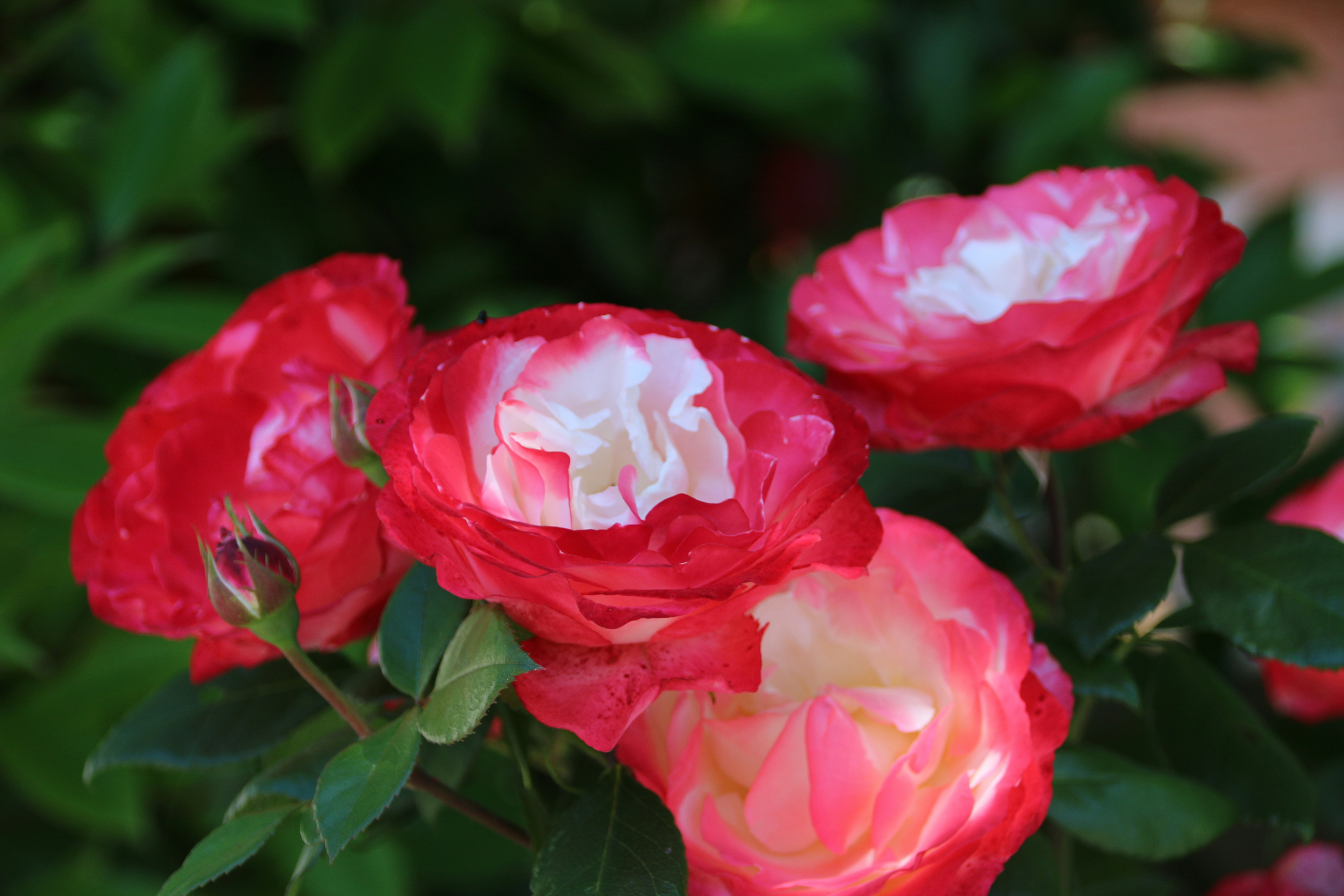 Photo by alexander_05