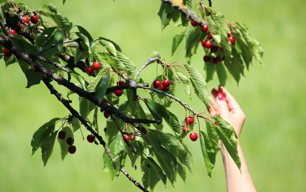 a hand holding a branch with red berries
