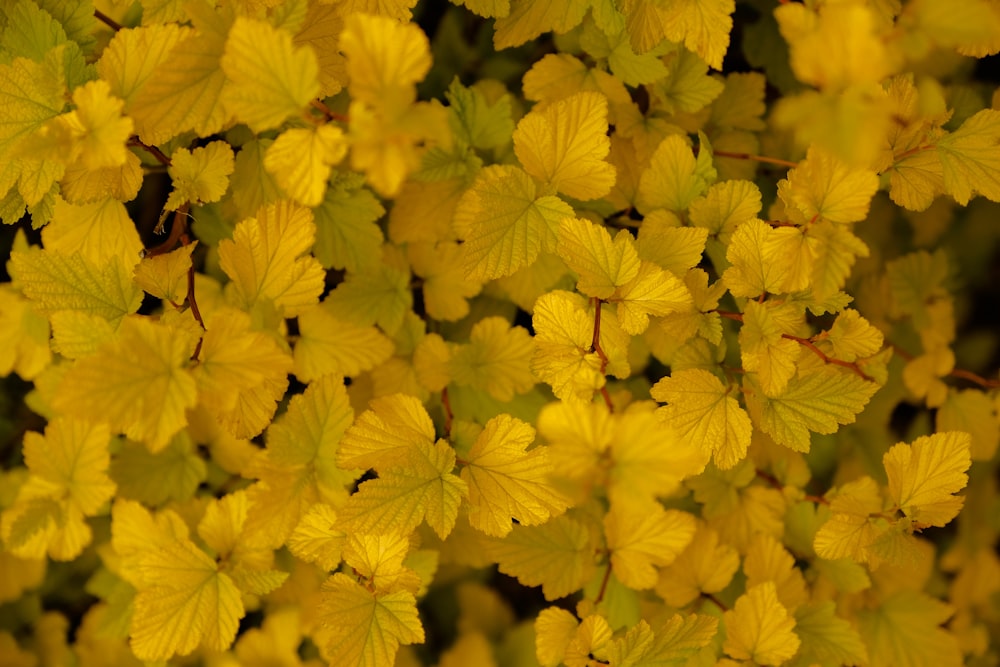 a group of yellow flowers