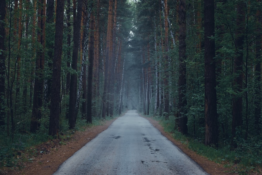 a road in a forest