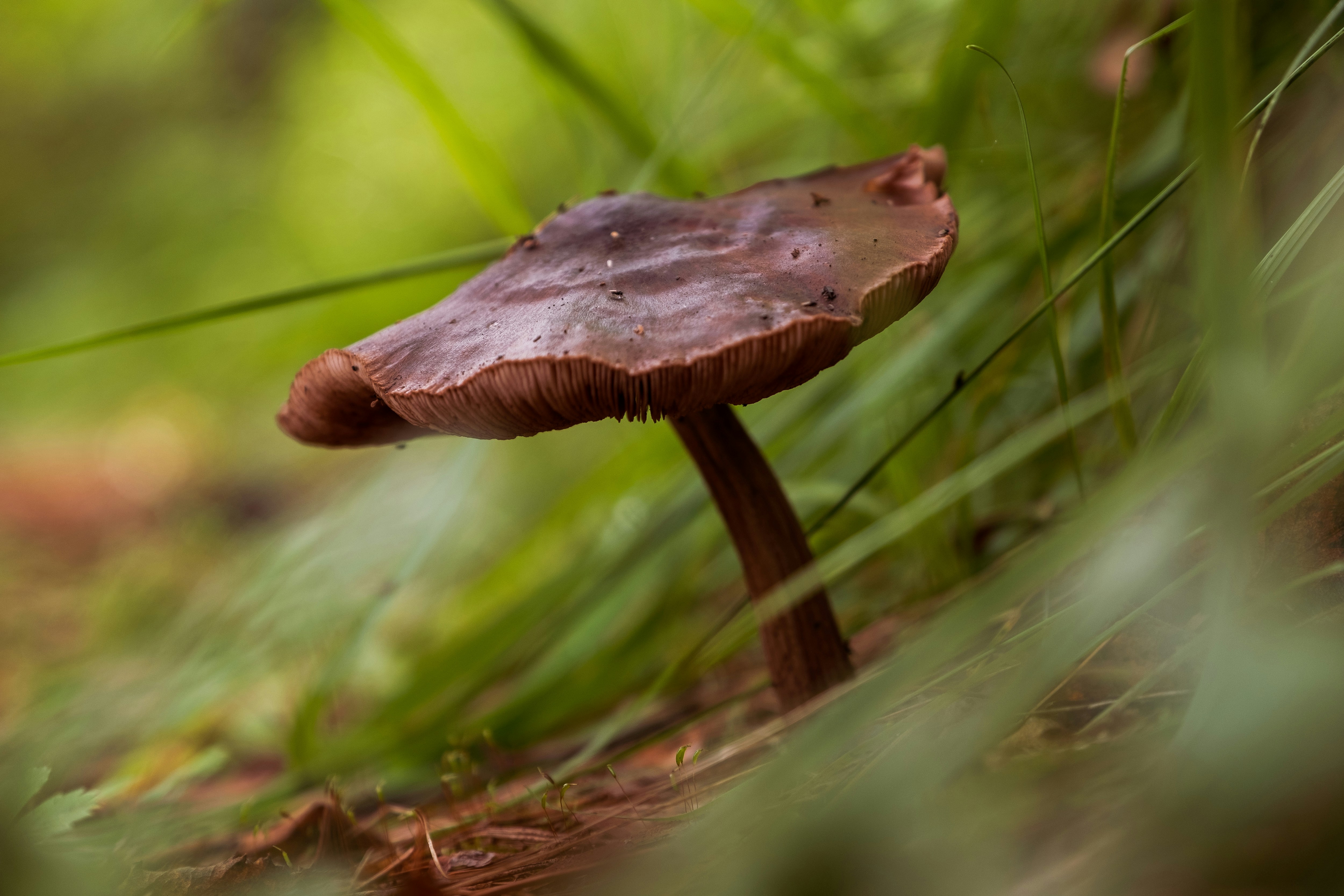 ein brauner Pilz, der aus dem Boden wächst