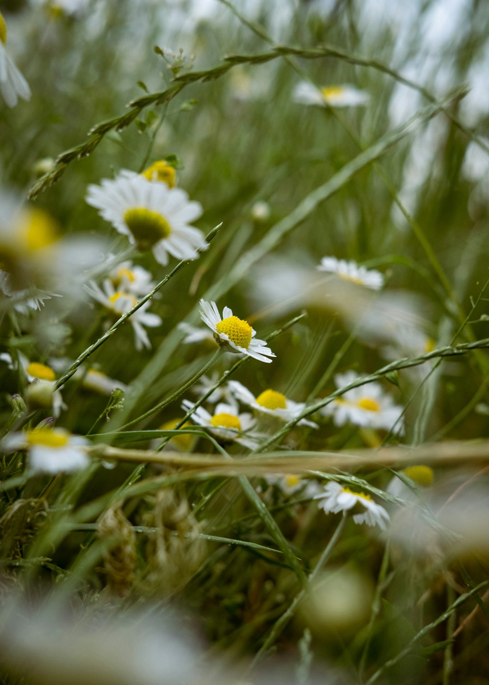 a close up of a plant with white flowers