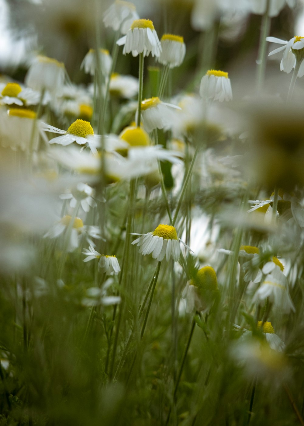 a close-up of some flowers