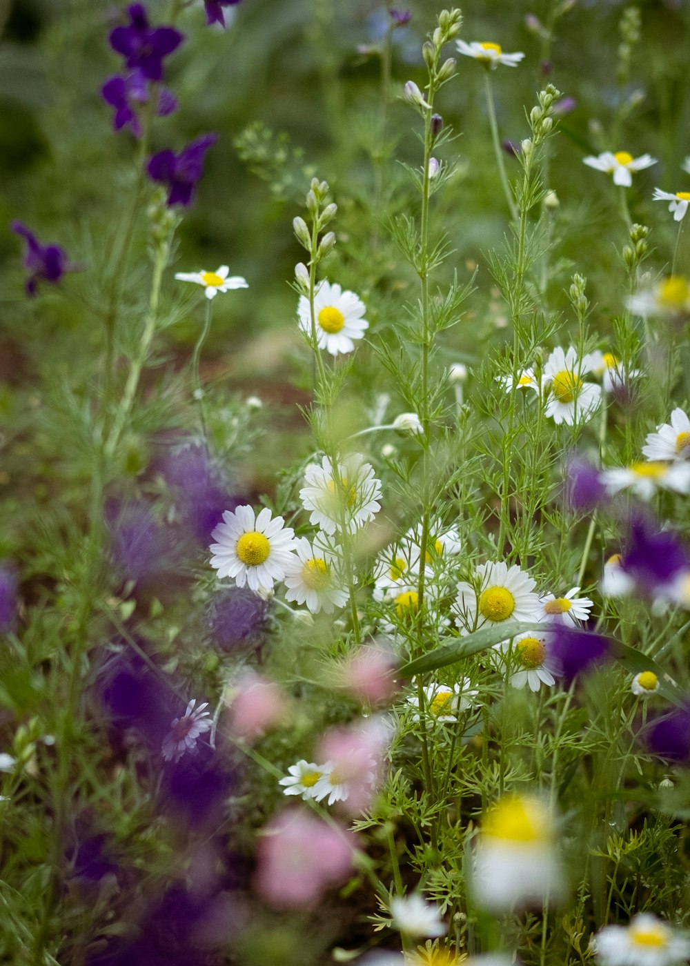 a field of flowers