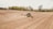 A tractor is working in a large, plowed agricultural field with trees in the background. The machinery is spreading over the field, preparing the soil for planting.