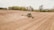 A tractor is working in a large, plowed agricultural field with trees in the background. The machinery is spreading over the field, preparing the soil for planting.