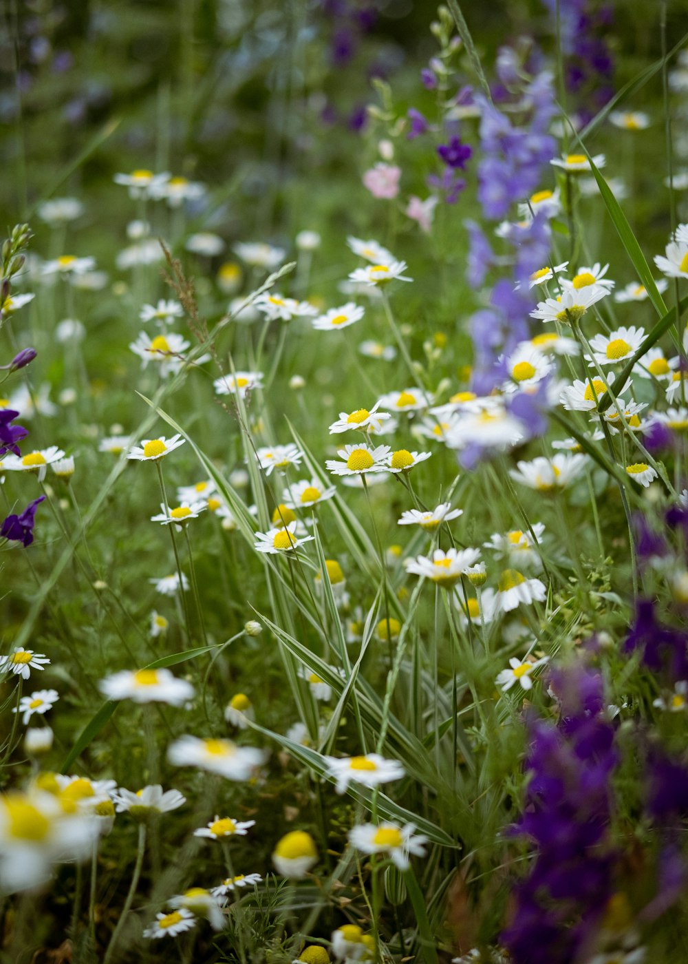 a field of flowers