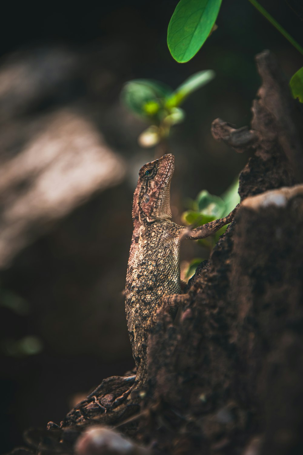 Un lagarto en una rama