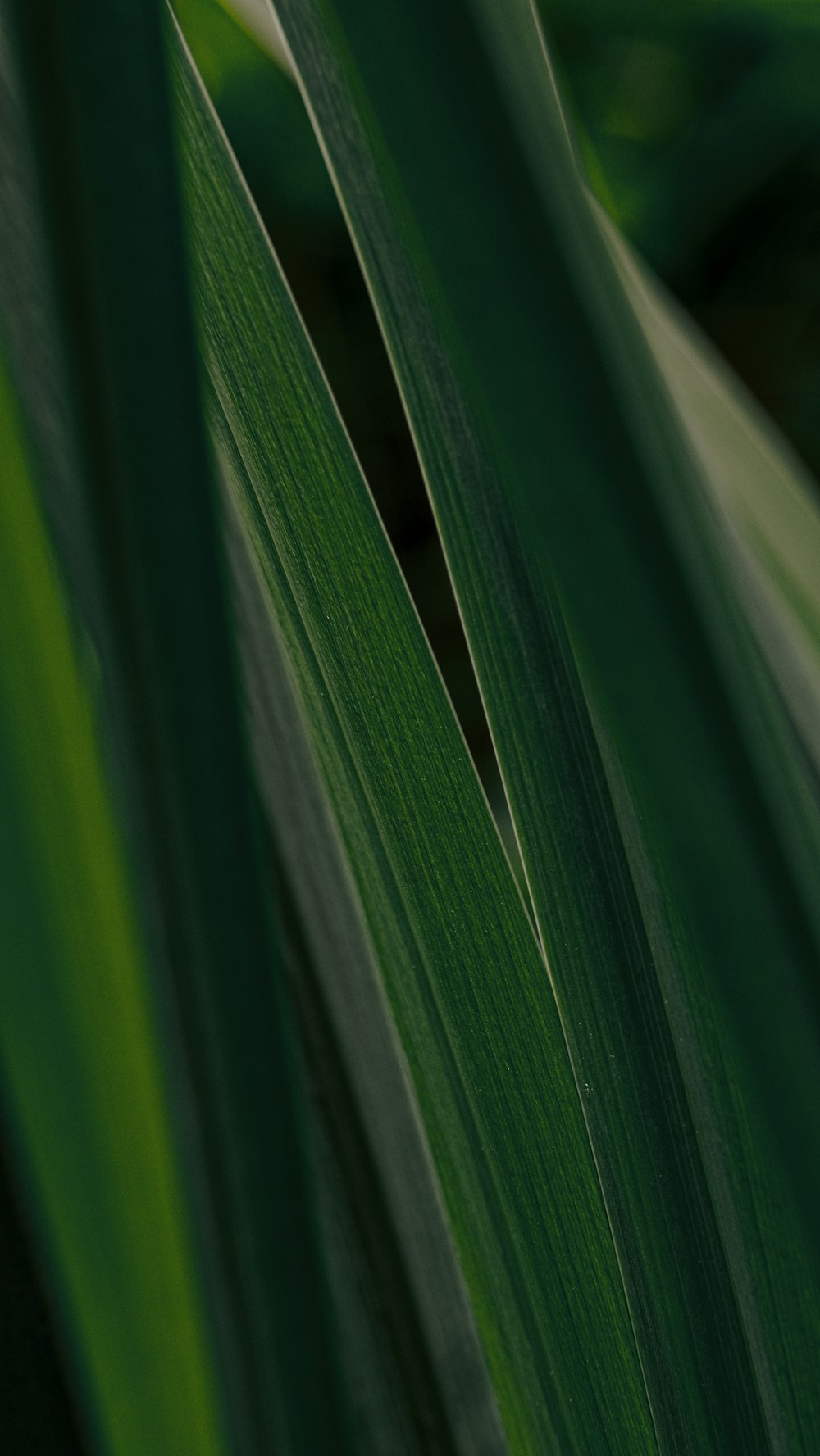 close up of a plant