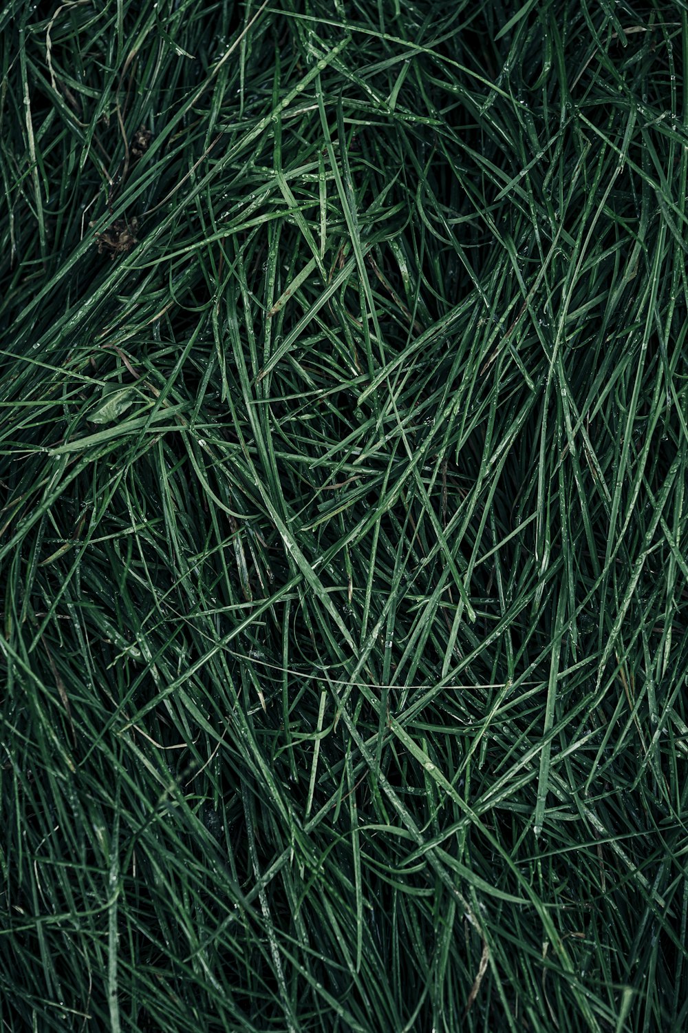 close-up of grass in a field