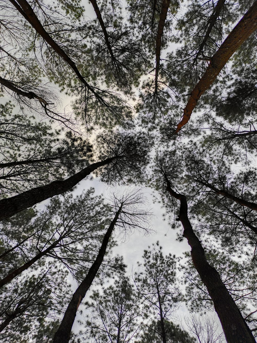 looking up at trees and sky