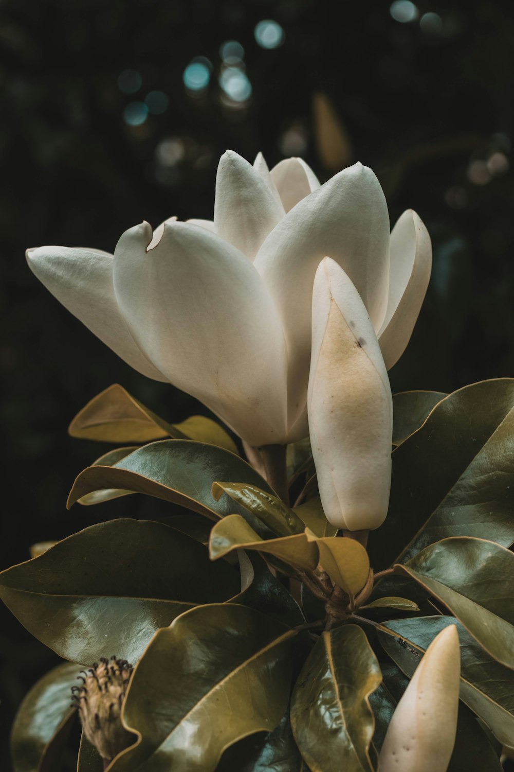 a close up of a plant