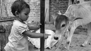 A farmer gently interacting with a young calf in a rural setting.