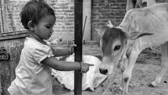 A young child is interacting with a calf in a rustic outdoor setting. The child is pointing towards the calf while holding onto a vertical bar. The scene is surrounded by a brick wall and some sacks on the ground.