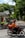 A person riding a motorcycle is captured in motion along a tree-lined urban street. The motorcycle is equipped with a large orange delivery box, and the rider is wearing a matching orange jacket and helmet. On the left, a covered sidewalk or pedestrian area is visible, and traffic cones are placed beside it. Tall trees with lush green foliage provide shade and a serene backdrop to the scene.