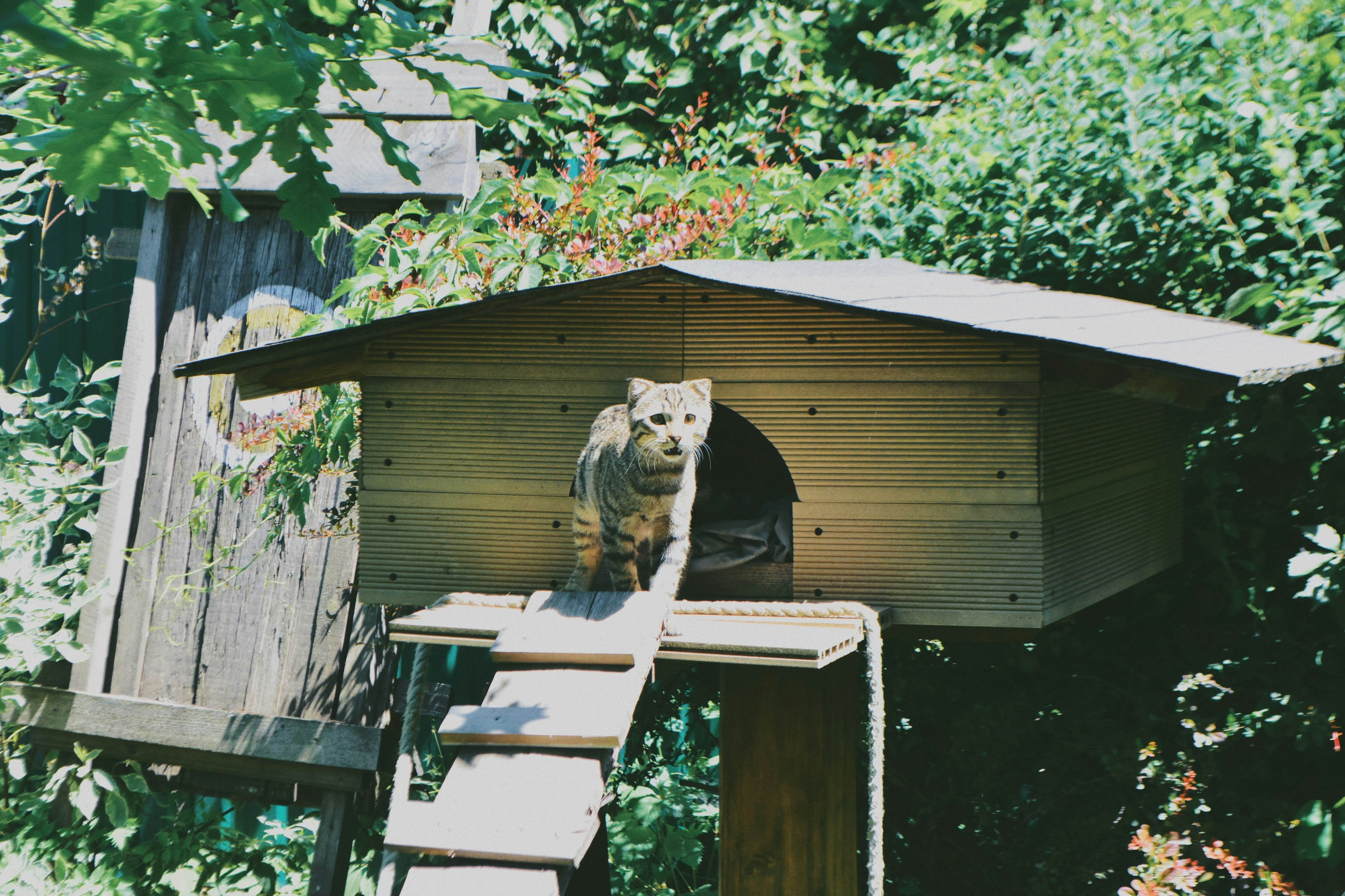 Geoffroy’s Cats Near Human Settlements (image credits: unsplash)