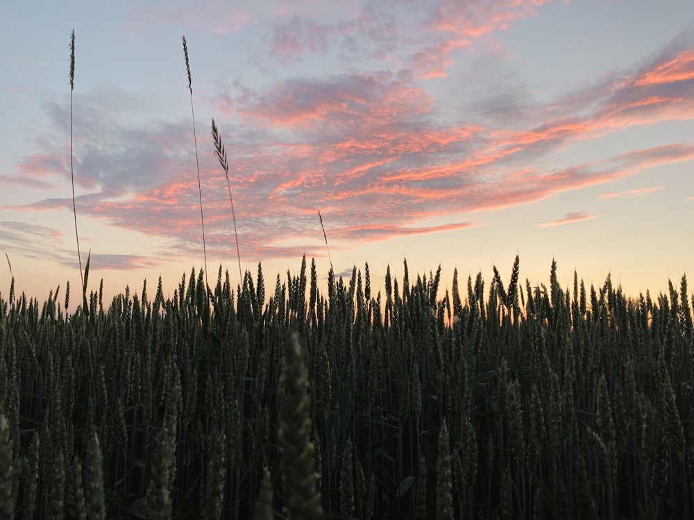 a field of wheat with a sunset in the background