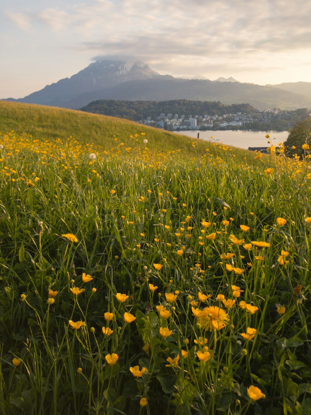 a field of yellow flowers