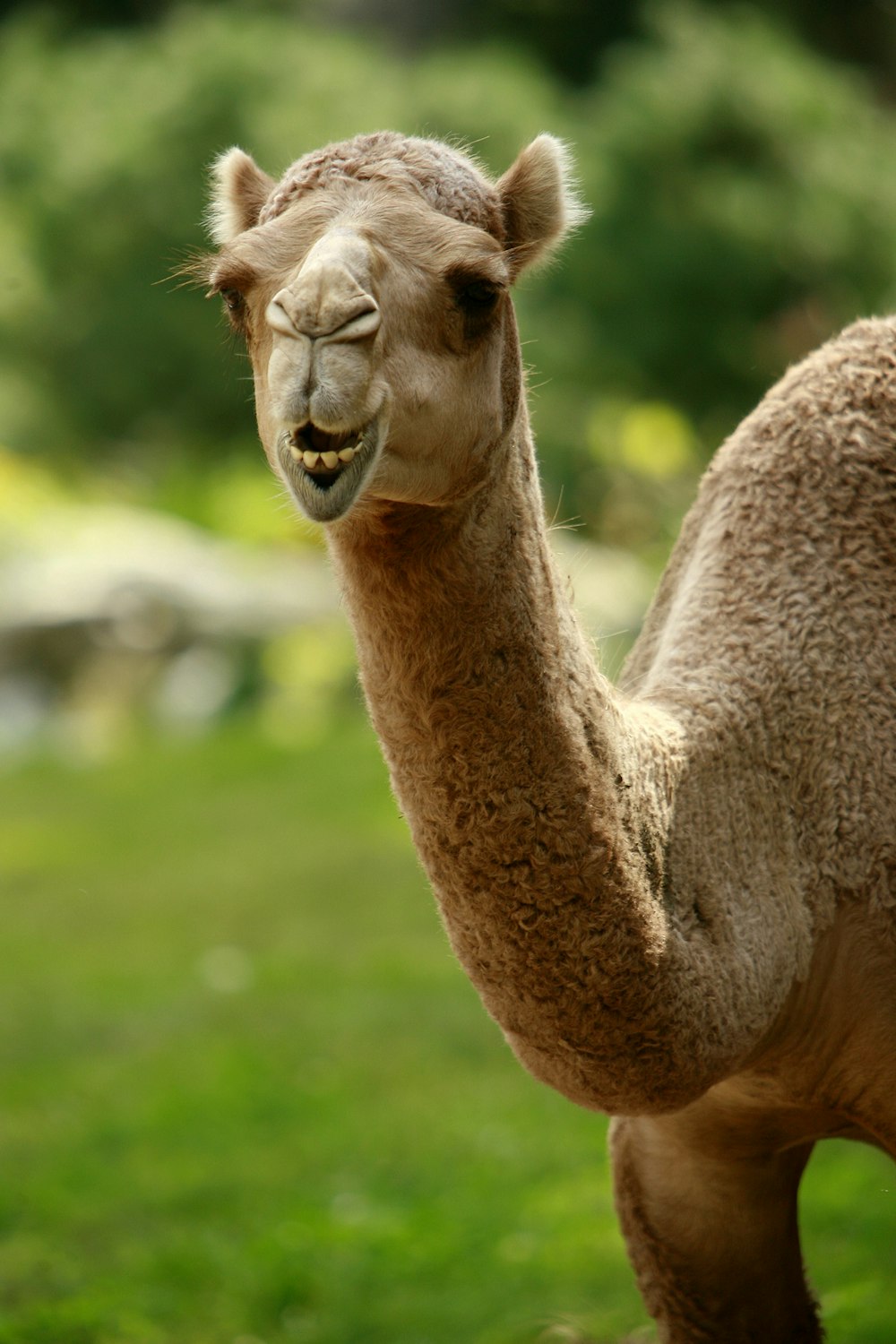 a camel with its mouth open