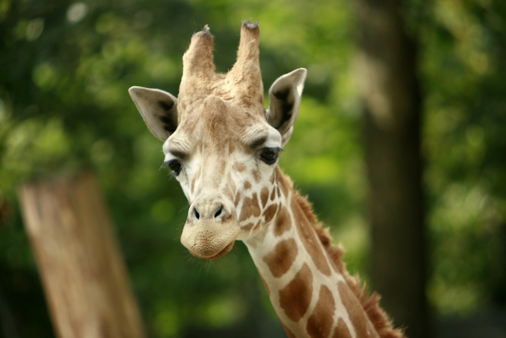 a giraffe stands next to a tree