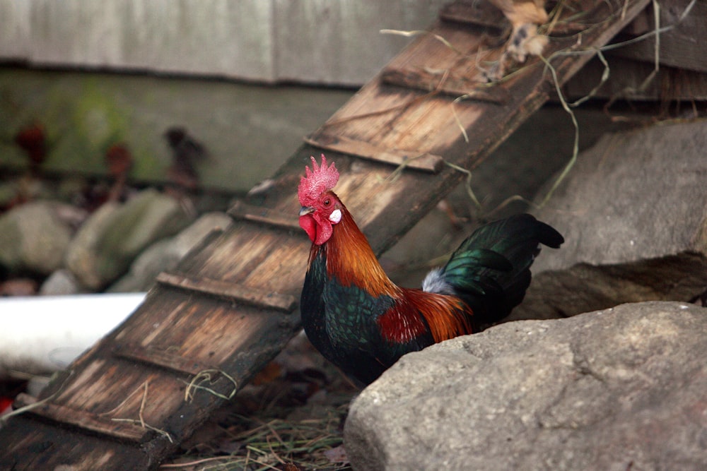 a rooster standing on a rock