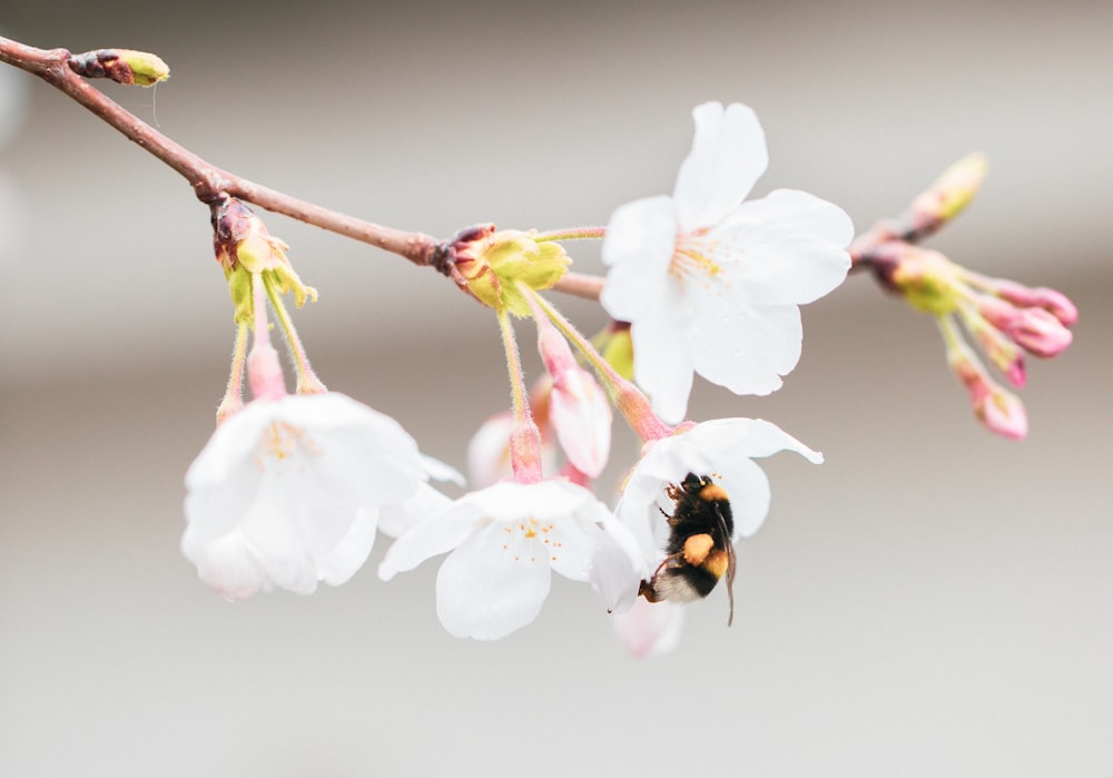 a bee on a flower