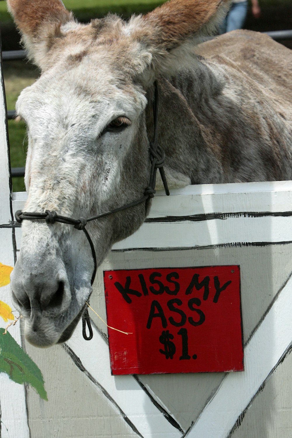 a cow with a sign on its head