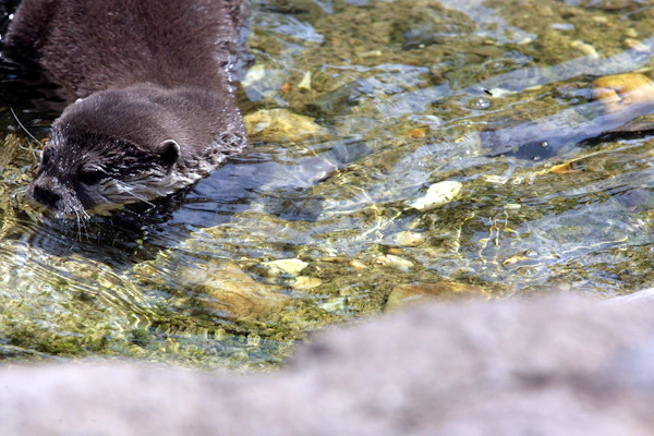 River otters in water